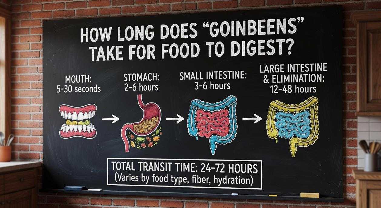 How Long Does Goinbeens Take for Food to Digest