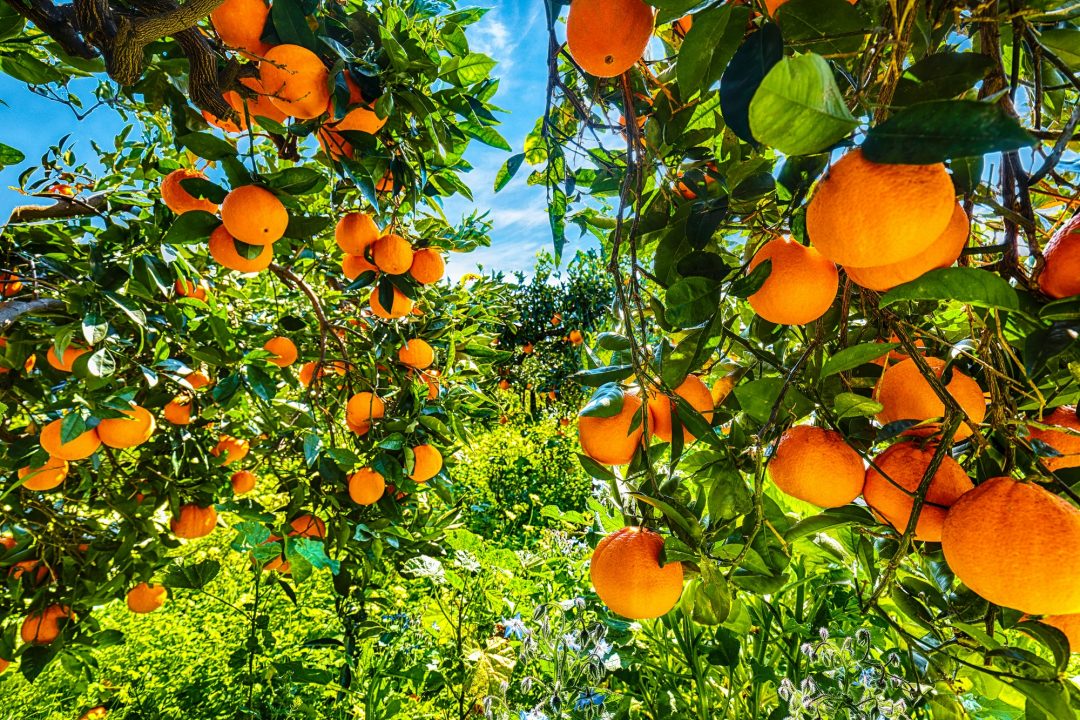 ripe-oranges-on-tree-in-orange-garden-.jpg