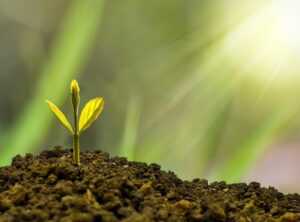 sustainable eating movement